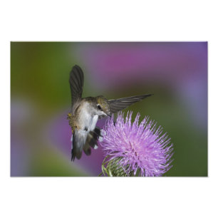 Foto Beija-flor-de-garganta-rubi em voo no cardo