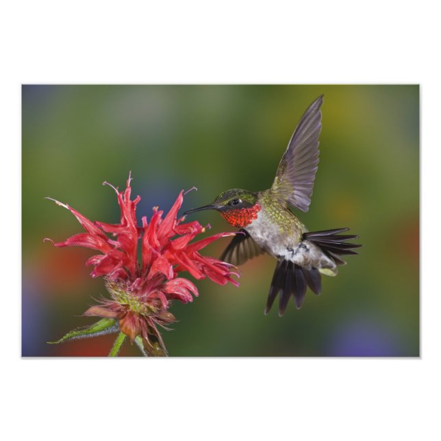 Foto Beija-flor-de-garganta-rubra macho (Frente)