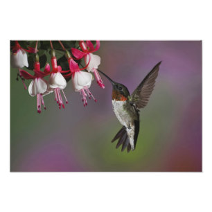 Foto Beija-flor-de-garganta-rubra macho, Archilochus