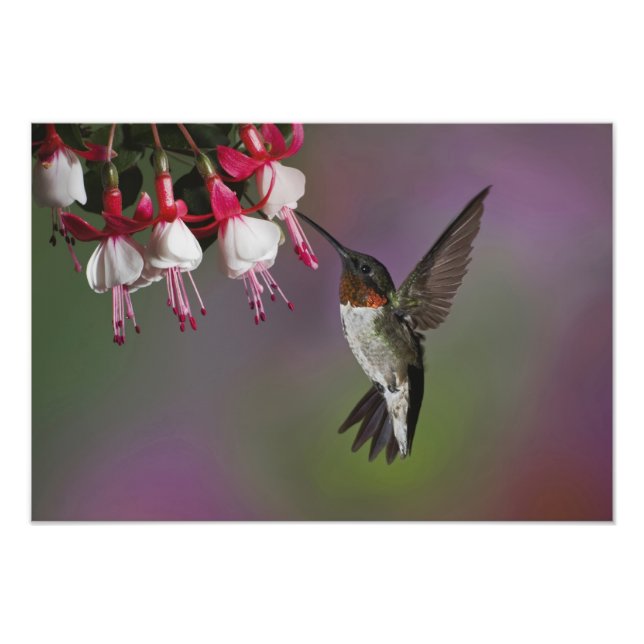 Foto Beija-flor-de-garganta-rubra macho, Archilochus (Frente)