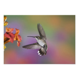 Foto Beija-flor-fêmea de garganta rubi em voo