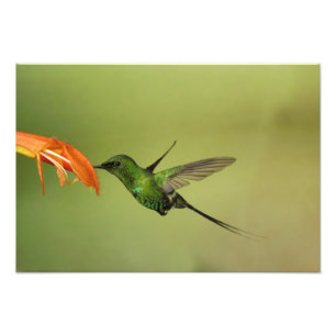 Foto Beija-flor Rabo-de-espinho Verde, Cordilheira