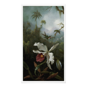 Foto Beija-flores e Orquídea Branca por Martin J. Heade