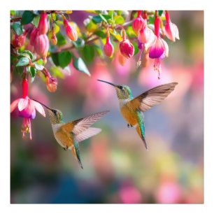 Foto Beija-flores Flores Fuchsia Dança Iridescente