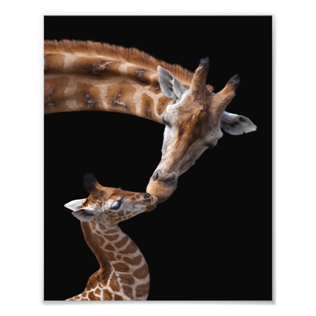 Foto Beijos de Girafa Impressão (Frente)