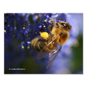 Foto Bela Abelha de Honeybee no Lilac da Califórnia