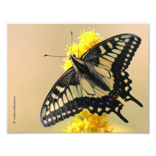Foto Bela Anise Swallowtail Borboleta no Sol