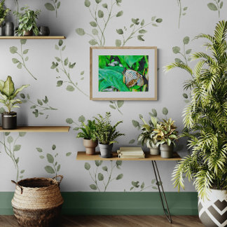 Foto Bela Borboleta Branca e Marrom