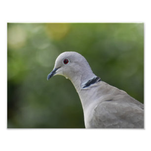 Foto Bela Dove Colarida