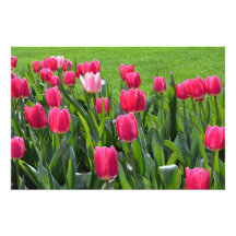 belas flores de tulipa rosa de primavera