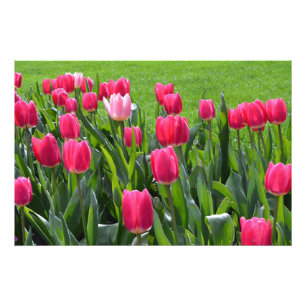 Foto belas flores de tulipa rosa de primavera