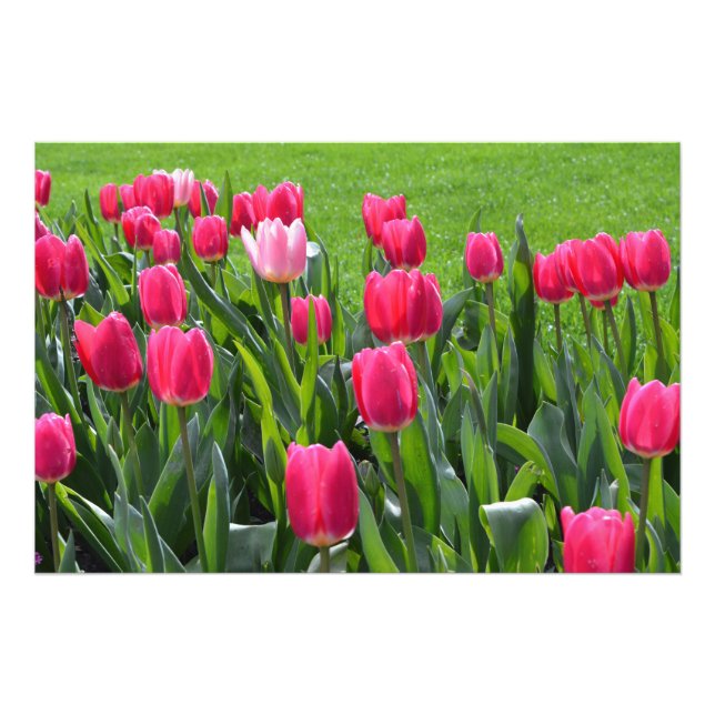 Foto belas flores de tulipa rosa de primavera (Frente)