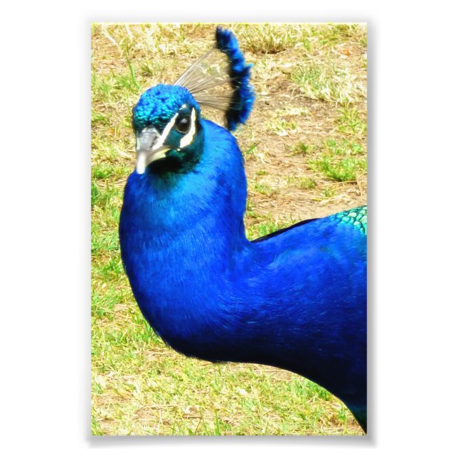 Foto Beleza do Pavão (Frente)