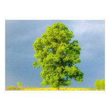 Beleza na Tempestade