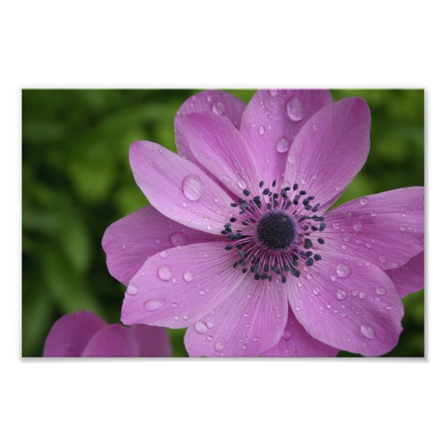 Foto Beleza roxa (Frente)