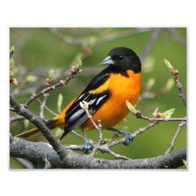 Foto Belo Baltimore Oriole (Frente)