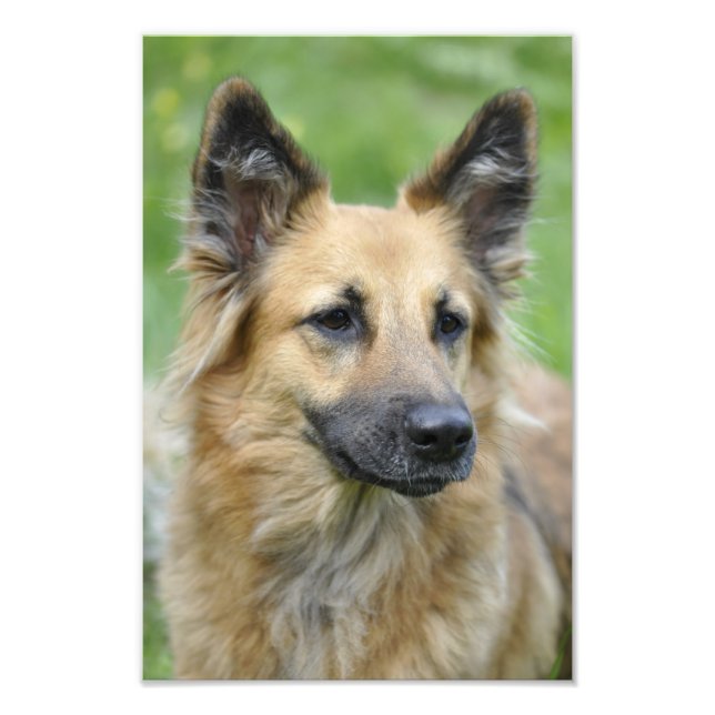 Foto Belo Cachorro (Frente)