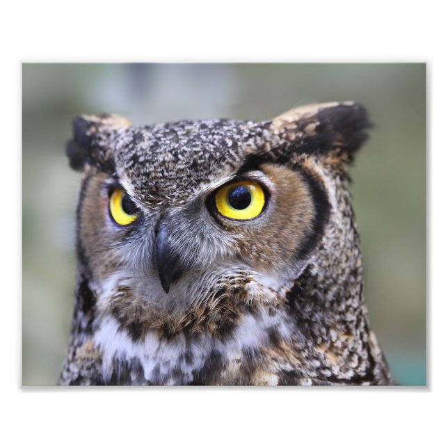 Foto Belo Impressão de paisagem de vida selvagem ao ar  (Frente)