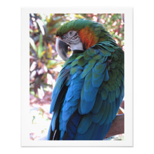 Foto Belo Impressão fotográfico de papagaio azul