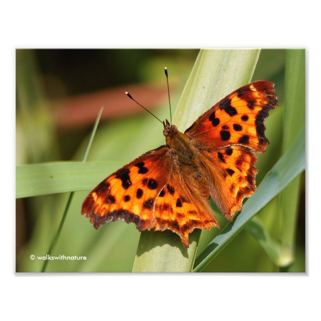 Foto Belo Laranja Satyr Comma Butterfly (Frente)