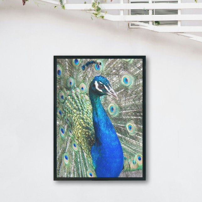 Foto Belo Pavão Azul (In Situ Framed)