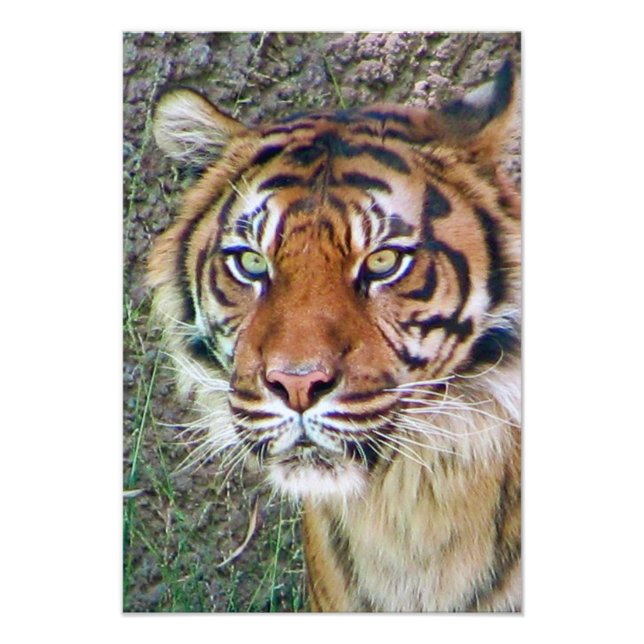Foto Belo Poster de Tigre! (Frente)