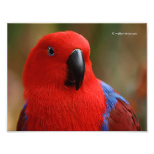 Foto Belo "Senhora em Vermelho" Eclectus Parrot