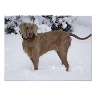 Foto Belo Weimaraner na neve