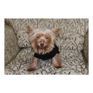 Foto Belo Yorkshire Terrier
