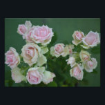Foto Belos rosas de jardim de rosas claro<br><div class="desc">rosas bonito de jardim cor-de-rosa pastel claro. Fotografia bonita de rosa flores. As rosas cor-de-rosa pastel trazem suavidade floral e abraço floral fresco à medida que expressam simpatia,  alegria,  admiração,  apreço e gratidão.</div>