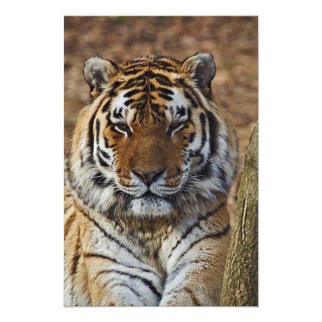 Foto Bengal Tiger, Panthera tigris, Zoo de Louisville, (Frente)