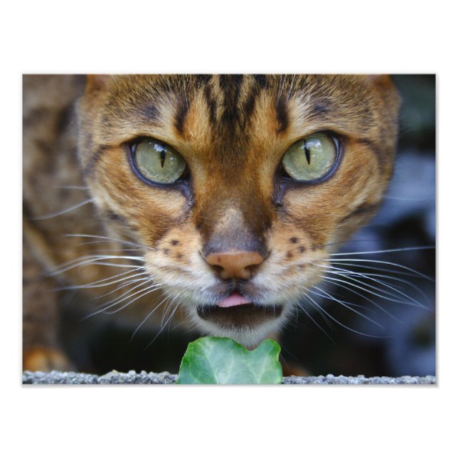 Foto Bengala Cat (Frente)