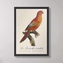 Foto Berlato de Perruche