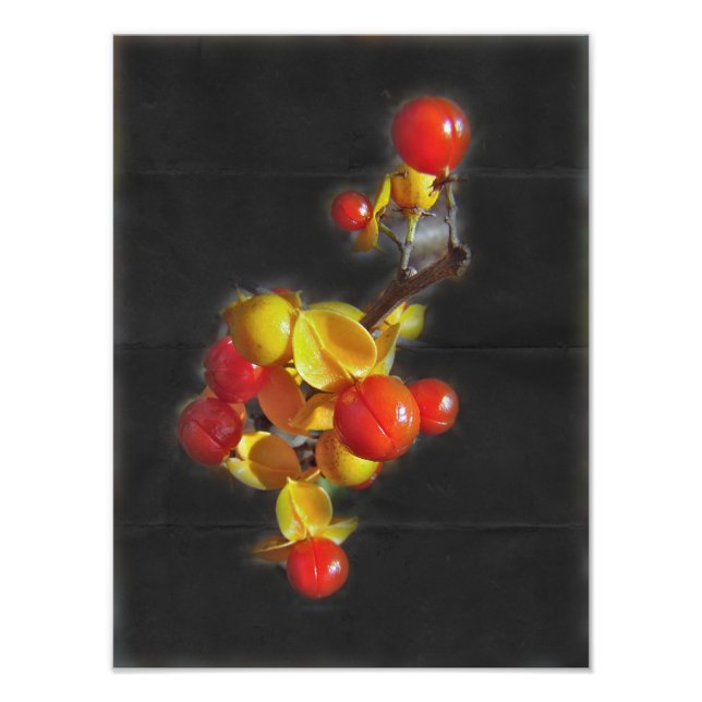 Foto Berries Bitterdoces - Bela do outono (Frente)