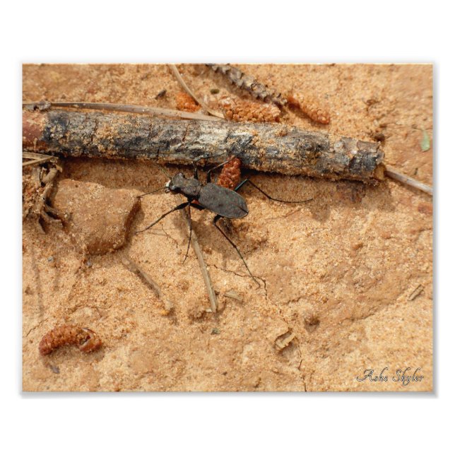 Foto Besouro (Frente)