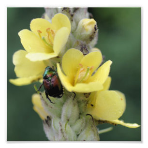 Foto Besouro Na Flor Mullein Selvagem Feche 8x8
