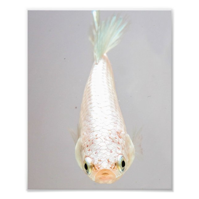 Foto Betta Fish Branco (Frente)