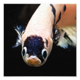 Foto Betta Fish Head