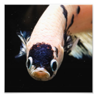 Foto Betta Fish Head
