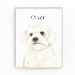 Foto Bichon, Bolonha, Algodão, Havanês, Arte Maltesa