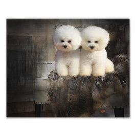 Foto Bichon Frise