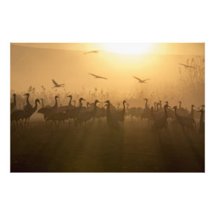 Foto Bird Flock of Cranes no lago Agamon HaHula, Israel