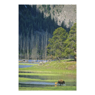 Foto Bison com vitelo no Parque Nacional de Yellowstone