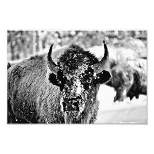 Foto Bisonte de Yellowstone no inverno