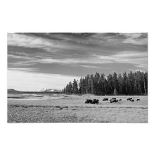 Foto Bisonte que pasta em Yellowstone preto e branco