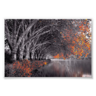Foto Black and White Trees. Reflection in a lake.