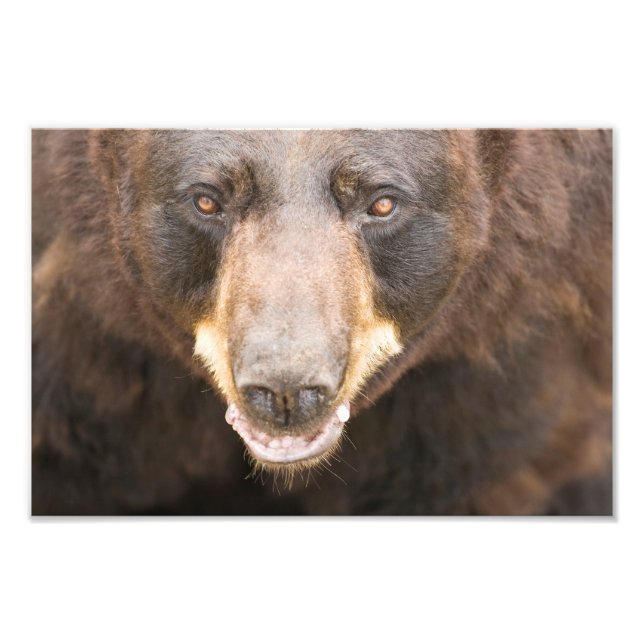 Foto Black Bear, Michigan (Frente)