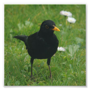 Foto Blackbird On English Lawn