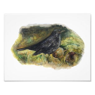 Foto Blackbird Watercolor impressão por Marie Anne Art