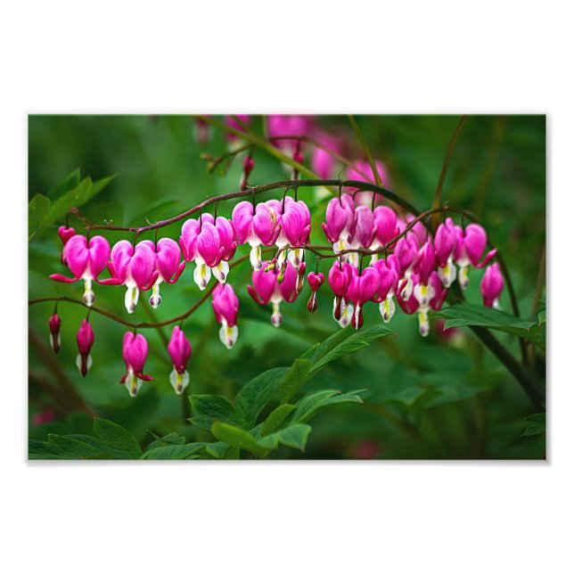 Foto Bleeding Heart Flowers (Frente)
